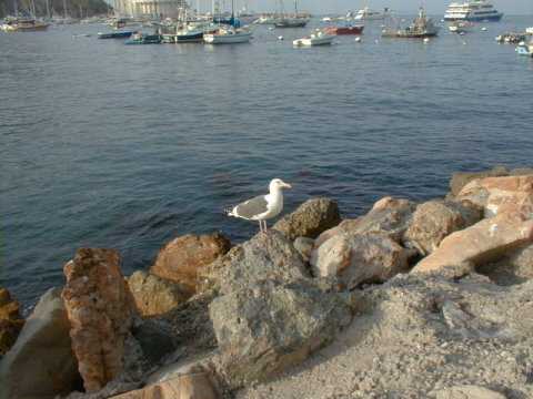 Avalon Harbour, Catalin