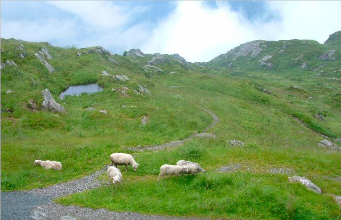 Mount Ulriken: Sheep at the summit