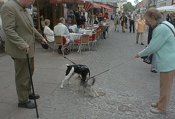 Füssen: A Meeting of Dogs