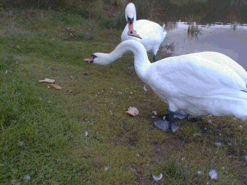 photo of swans