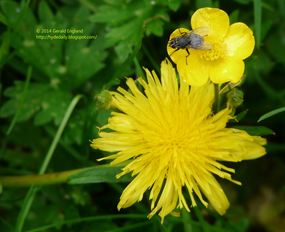 Fly on buttercup