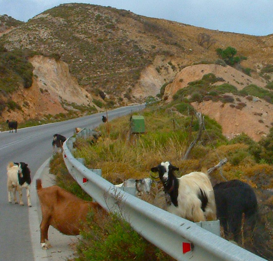 Goats on the road North of Kandanos
