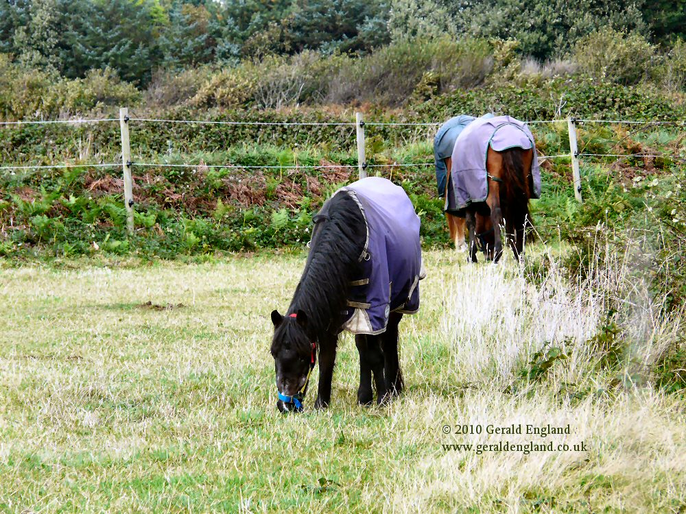 Horses in a field near St Ouen
