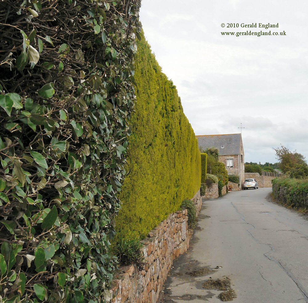 La Villaise: Close-clipped hedge