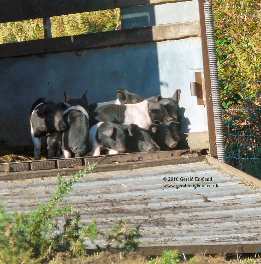 Piglets on a farm near Noirmont Point