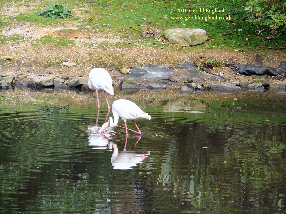 St Lawrence: Flamingos at Lion Park