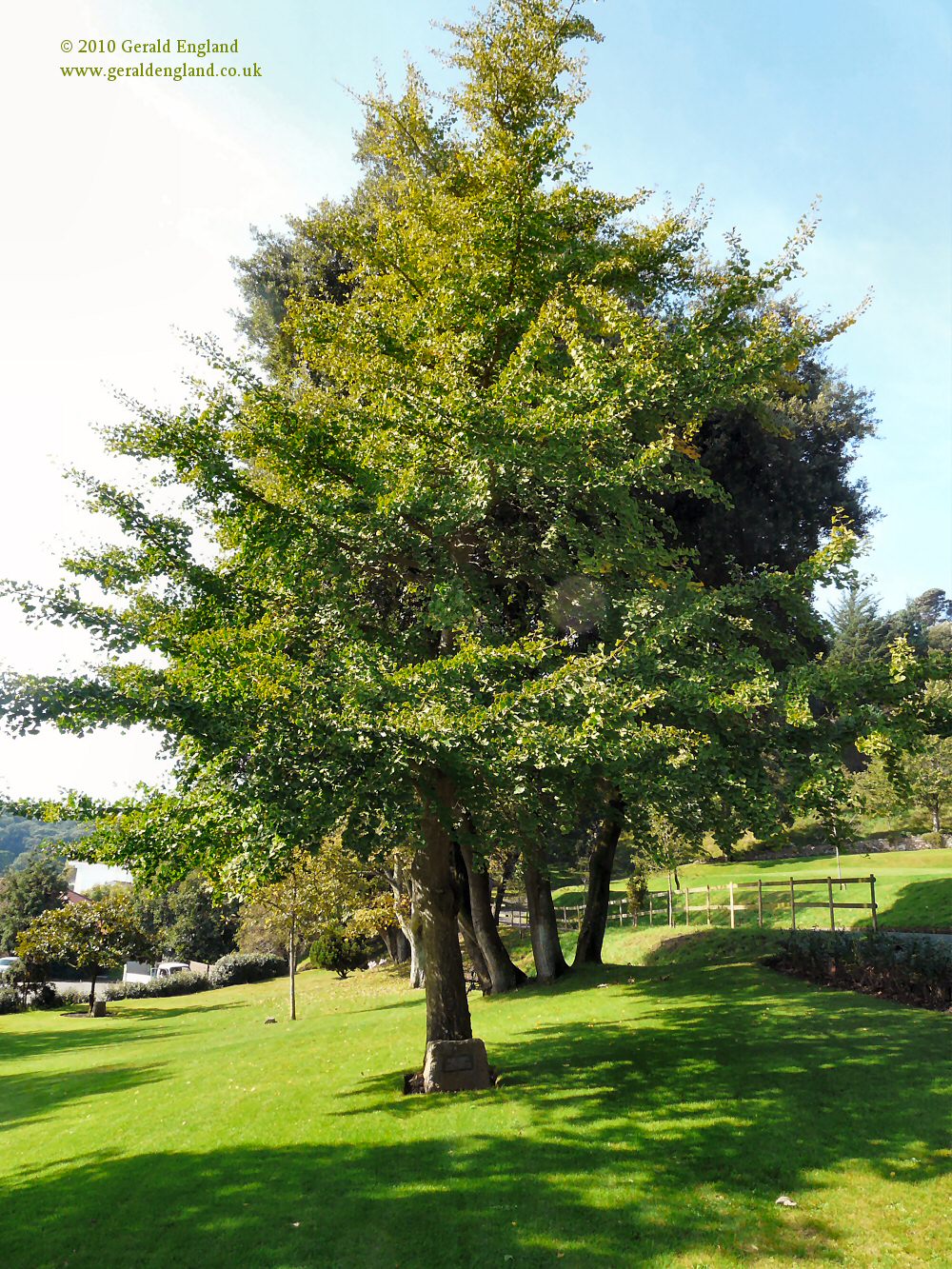 St Brelade: United Nations Tree (planted 1970)