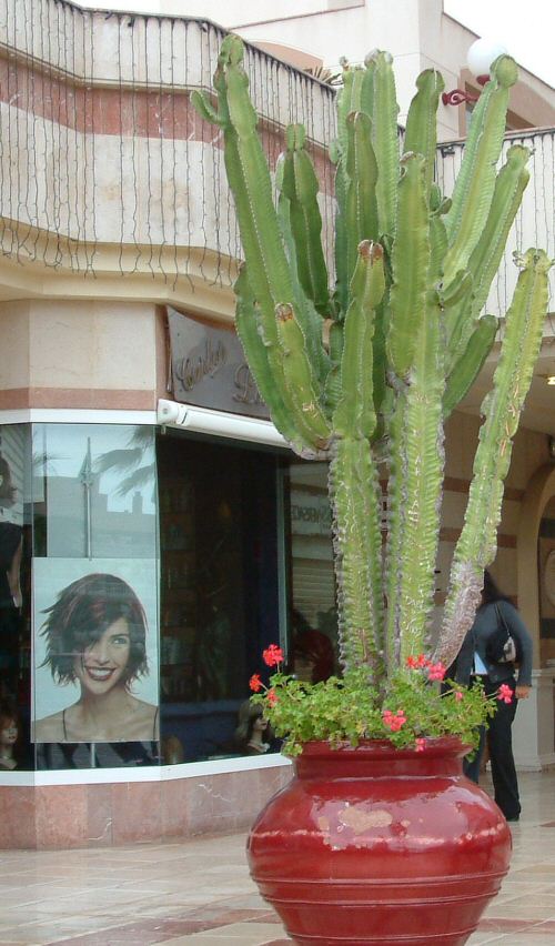 Playa de Las Americas: Shopping Plaza Cactus