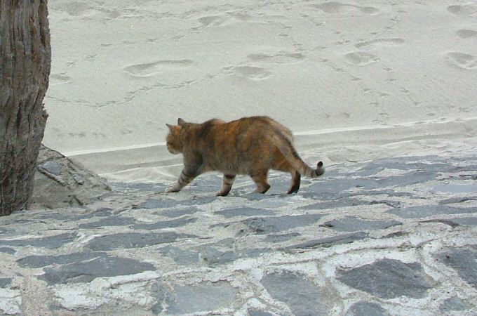 Playa de Las Americas: Cat at Playa del Camison