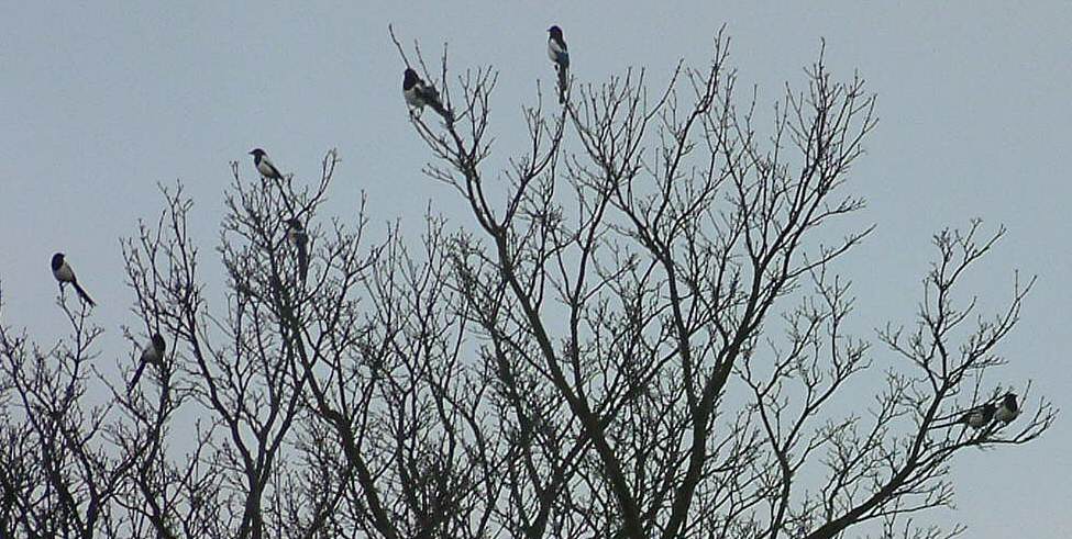Eight Magpies