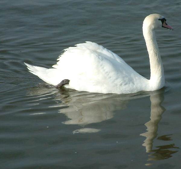 Swan at Southport
