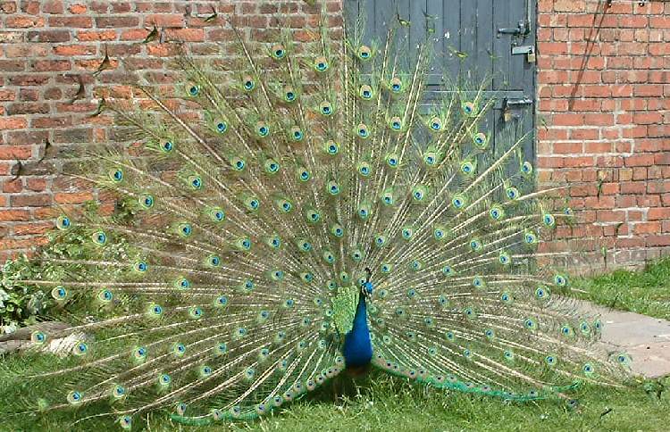 Peacock at farm