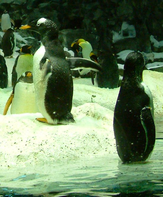 Loro Parque: Planet Penguin (3)