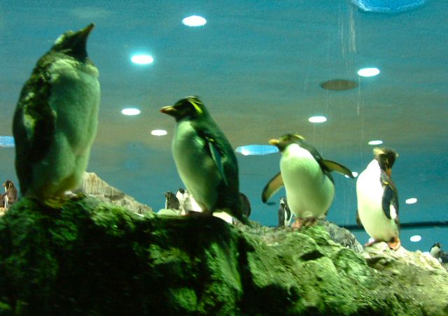 Loro Parque: Planet Penguin (4)