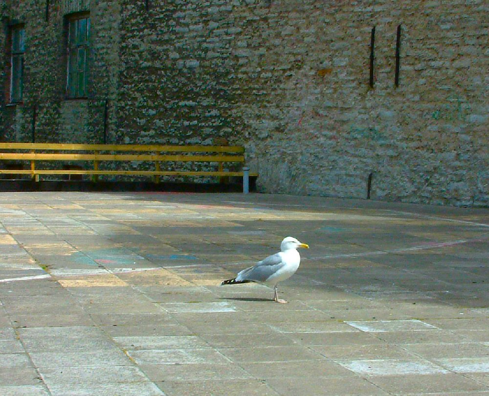 Gull in Estonia