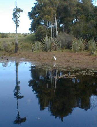 White Heron on the Mahinapua Creek