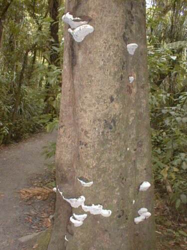 Waipoua Forest: Fungi
