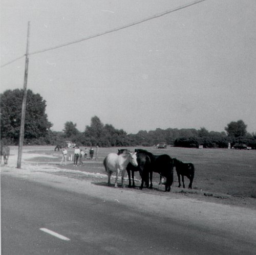 New Forest Ponies, 1971