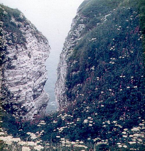 Bempton Cliffs, 1978