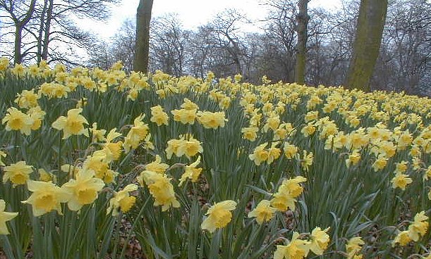 Liverpool: Daffodils in Sefton Park, Toxteth, April 2001