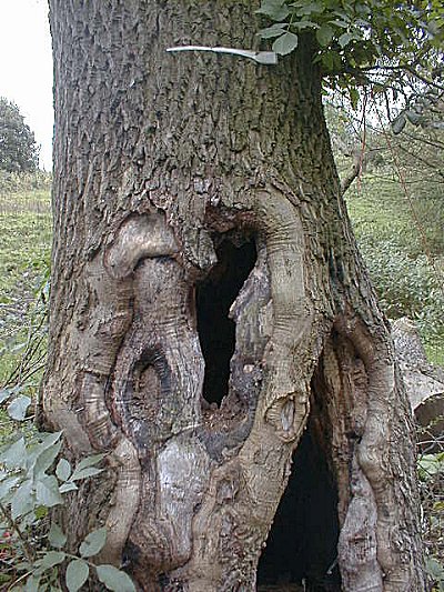 Daisy Nook: Hollow Tree, October 2001