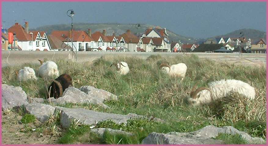 Llandudno West Shore: Goats on the Beach, April 2005