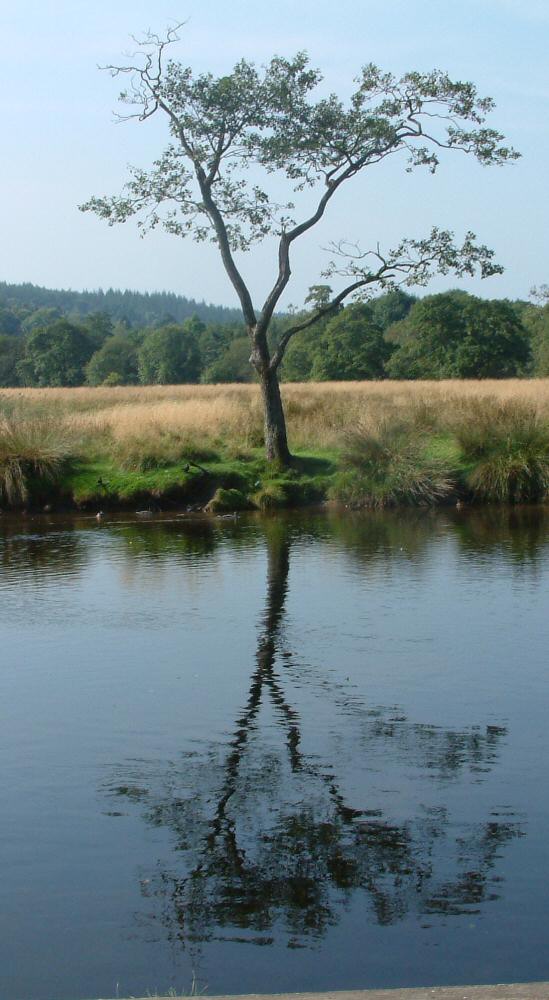 Callander: Alder Tree by River Teith