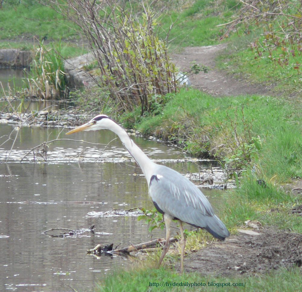 Heron on the Peak Forest Canal