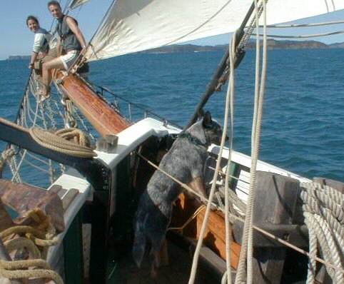 Bay of Islands: Riding the yardarm