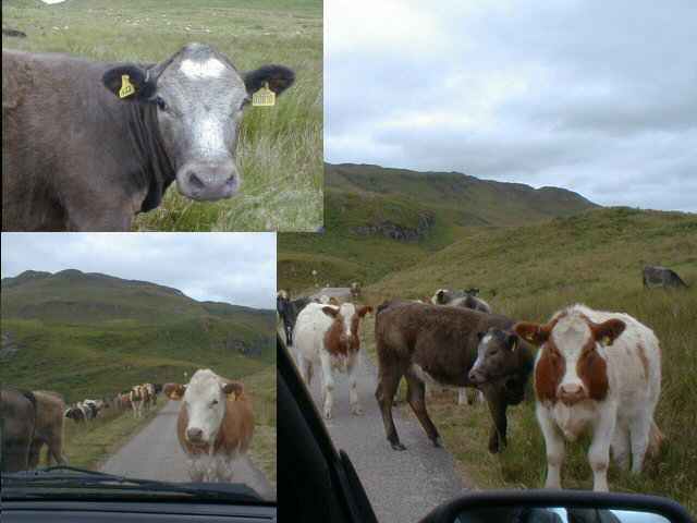 Road-block on Ardnamurchan
